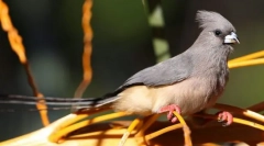 Jaka jest cecha ptasznej myszy?